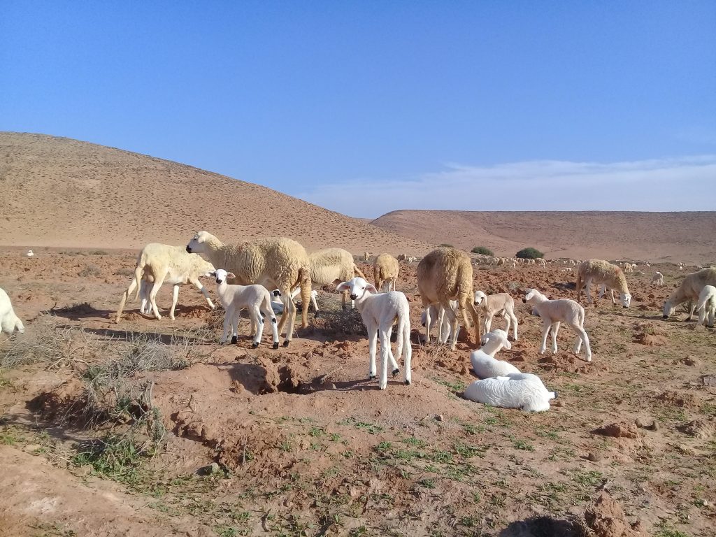 6 days tour from Marrakech to Merzouga desert